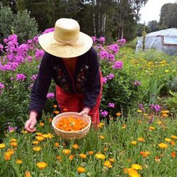 Homestead (Off-Grid)